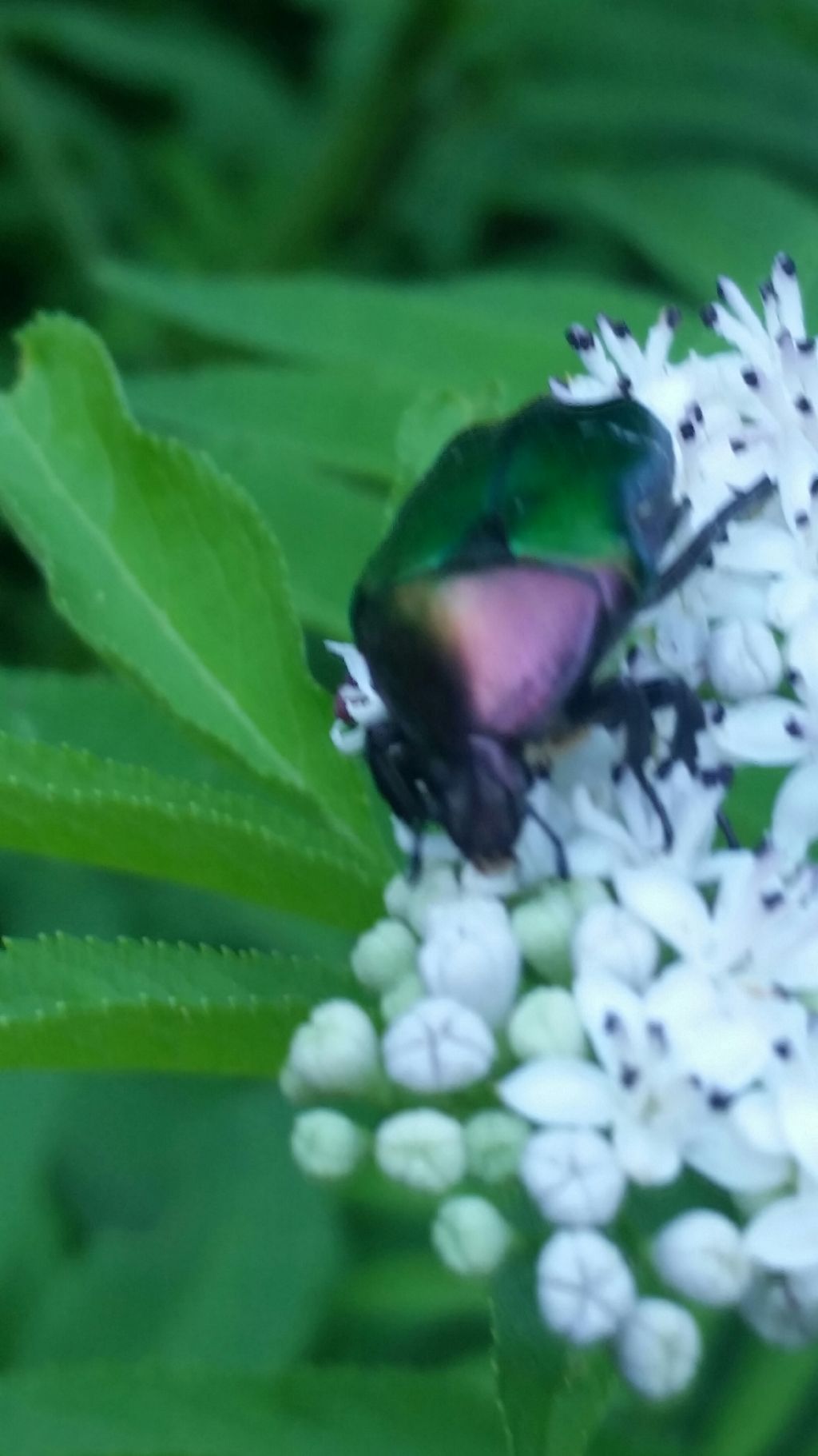 Scarabeo ?  No, Cetoniidae: Cetonia aurata pisana